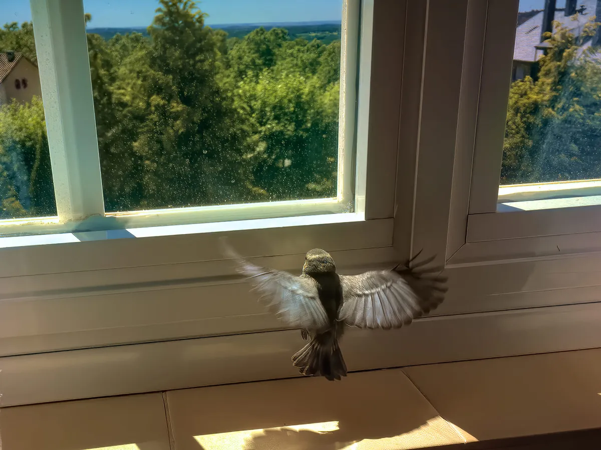 How To Get A Bird Out Of Your House?