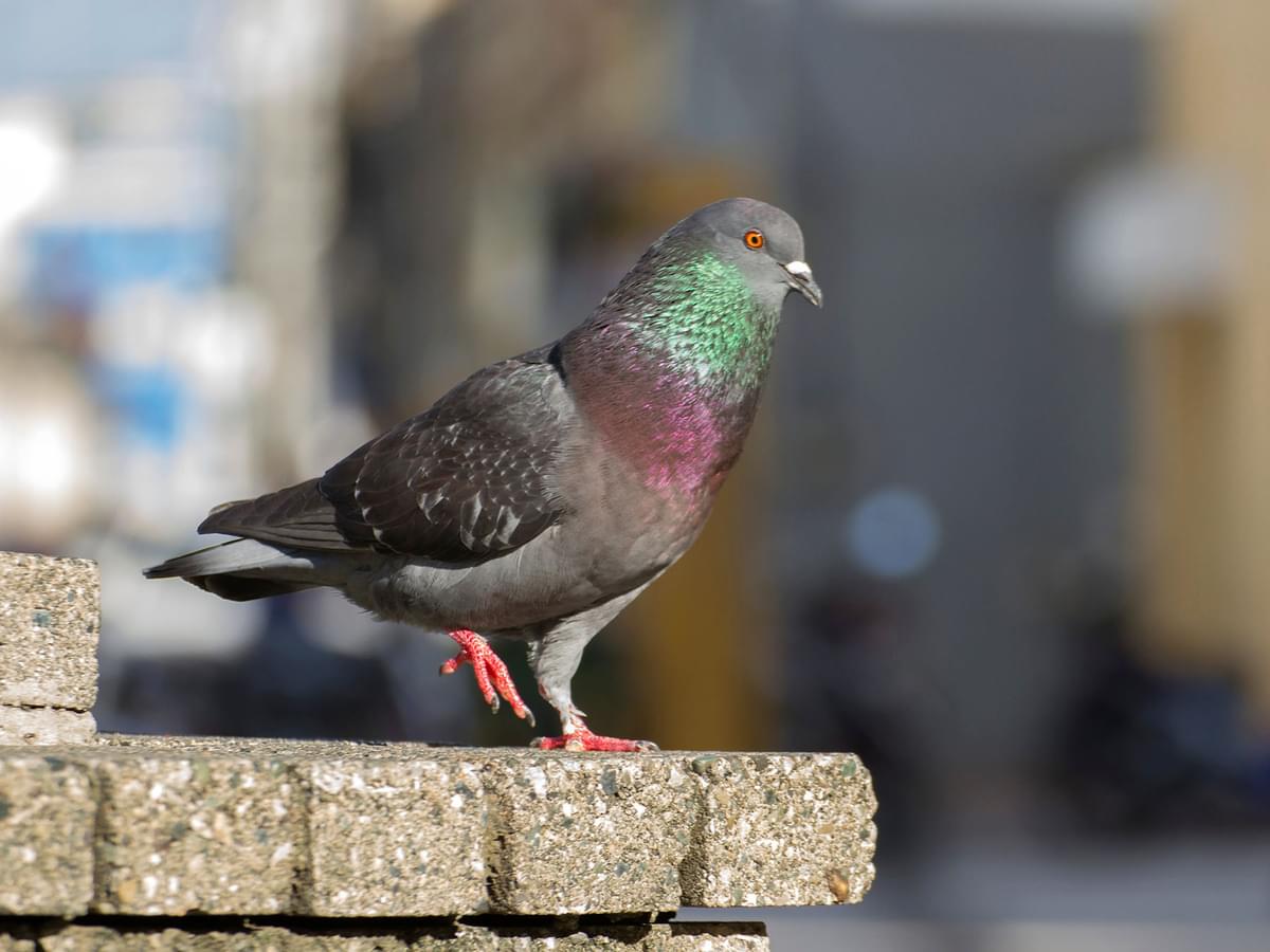 How to Humanely Deter Pigeons: Responsible and Effective Strategies