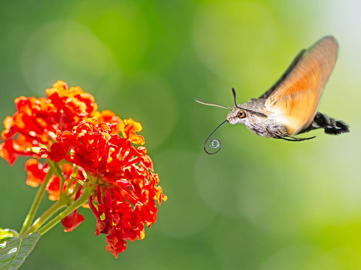 Hummingbird hawk-moth flying to a orange lantana flower