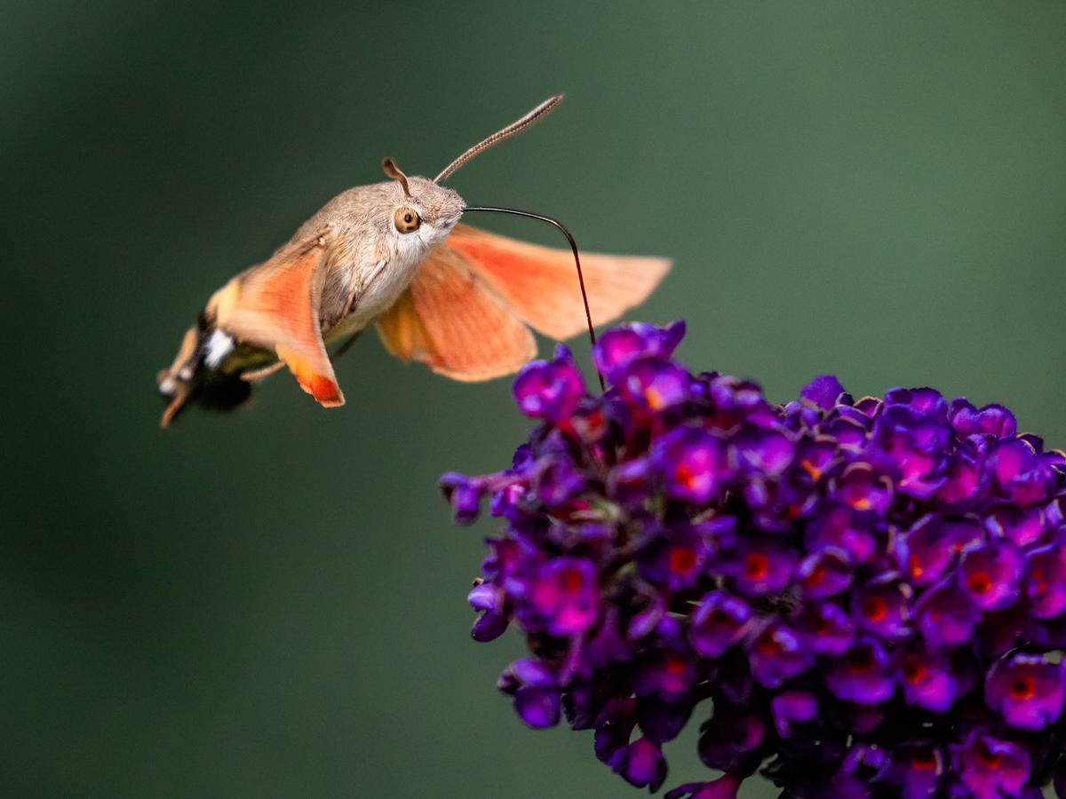 Hummingbird hawk-moth hoverings around flowering summer lilac (butterfly bush)