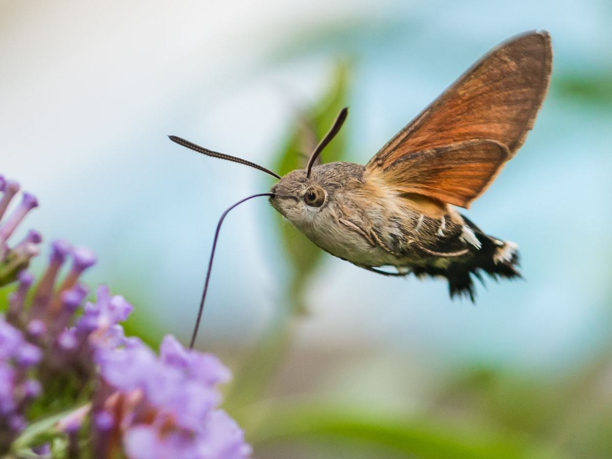 Close up shot of a Hummingbird hawk-moth feeding on a butterfly bush