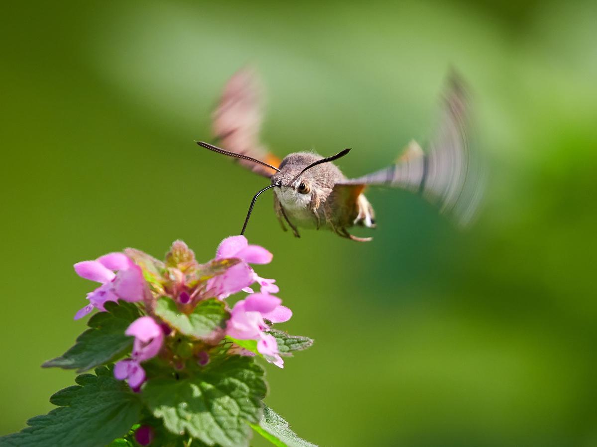 <p><strong>Hummingbird hawk-moth hovering in flight</strong></p>