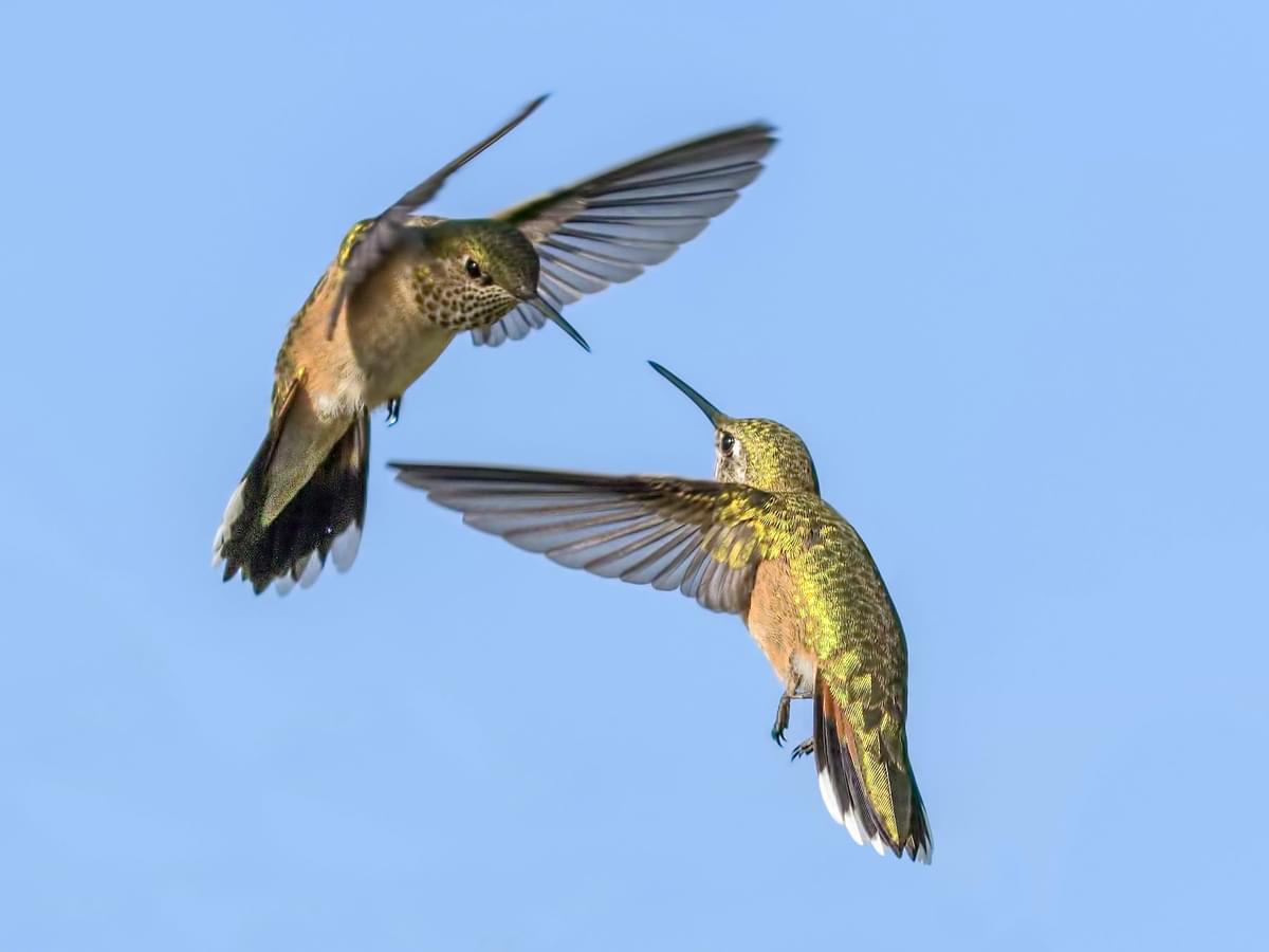 Hummingbird Pursuits: Why These Tiny Birds Chase Each Other