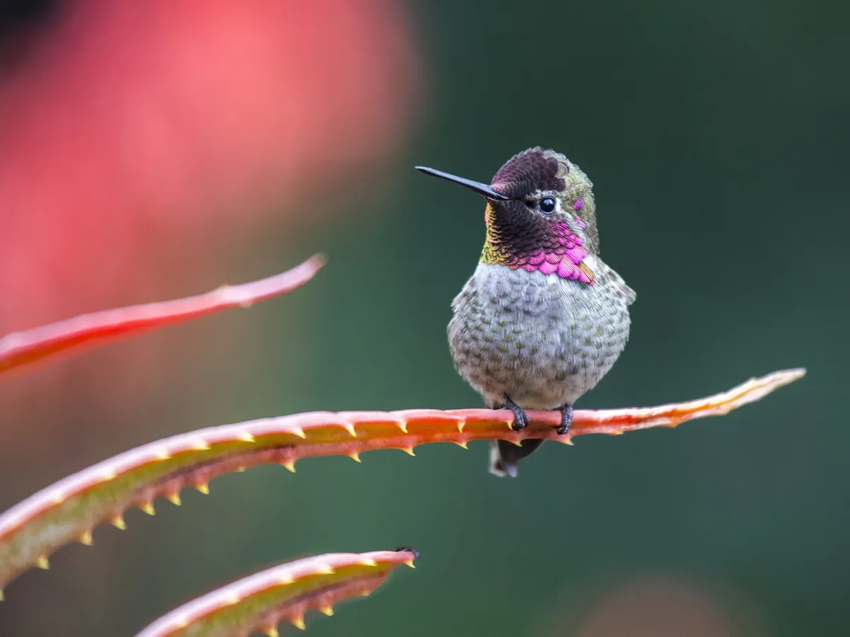 Types Of Hummingbirds In Georgia (Complete Guide)
