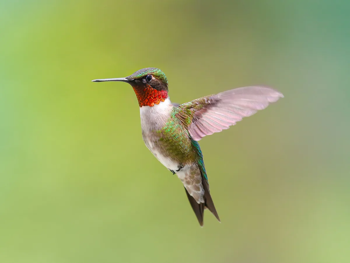 Types of Hummingbirds in New Jersey (Complete Guide)