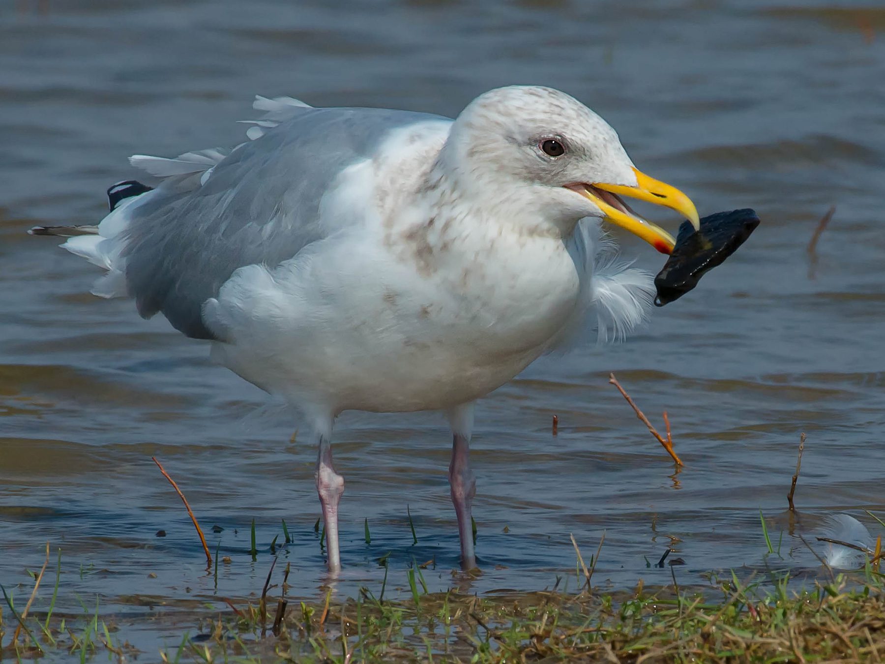Iceland Gull