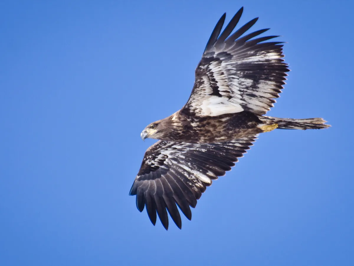 Un águila calva inmadura en vuelo