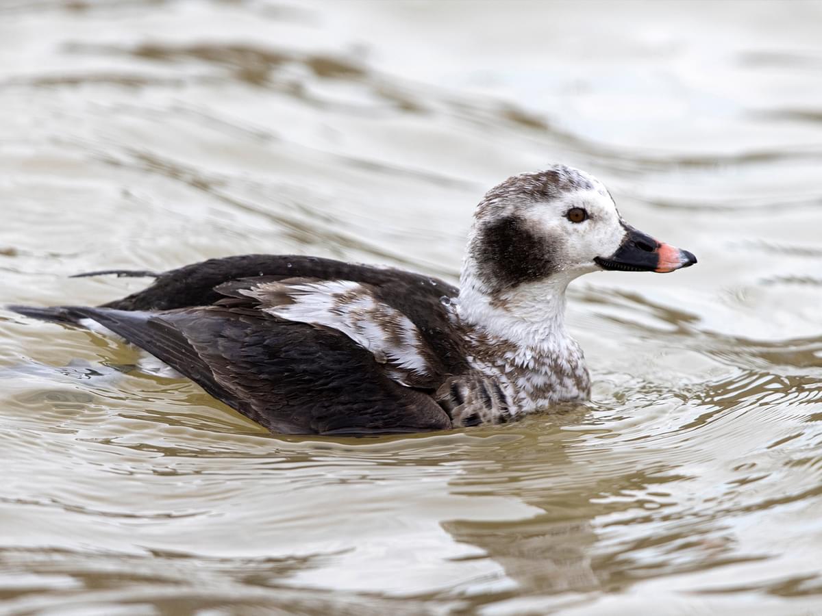 Juvenile Long-tailed Duck
