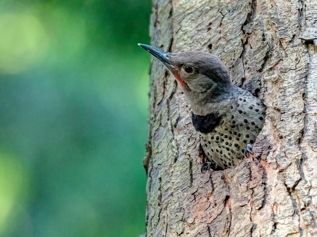 Immature Norther Flicker at nest hole