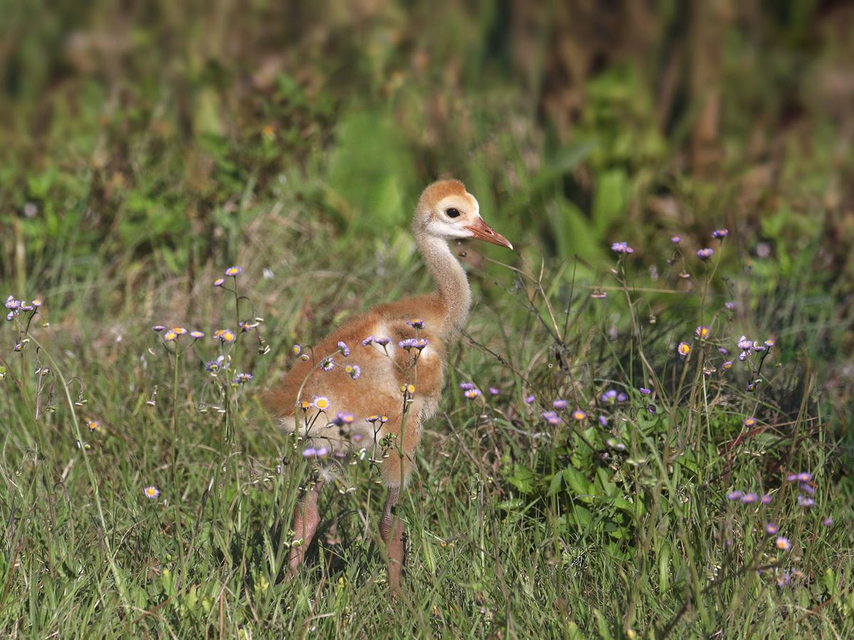 Immature Sandhill crane walking in the grass