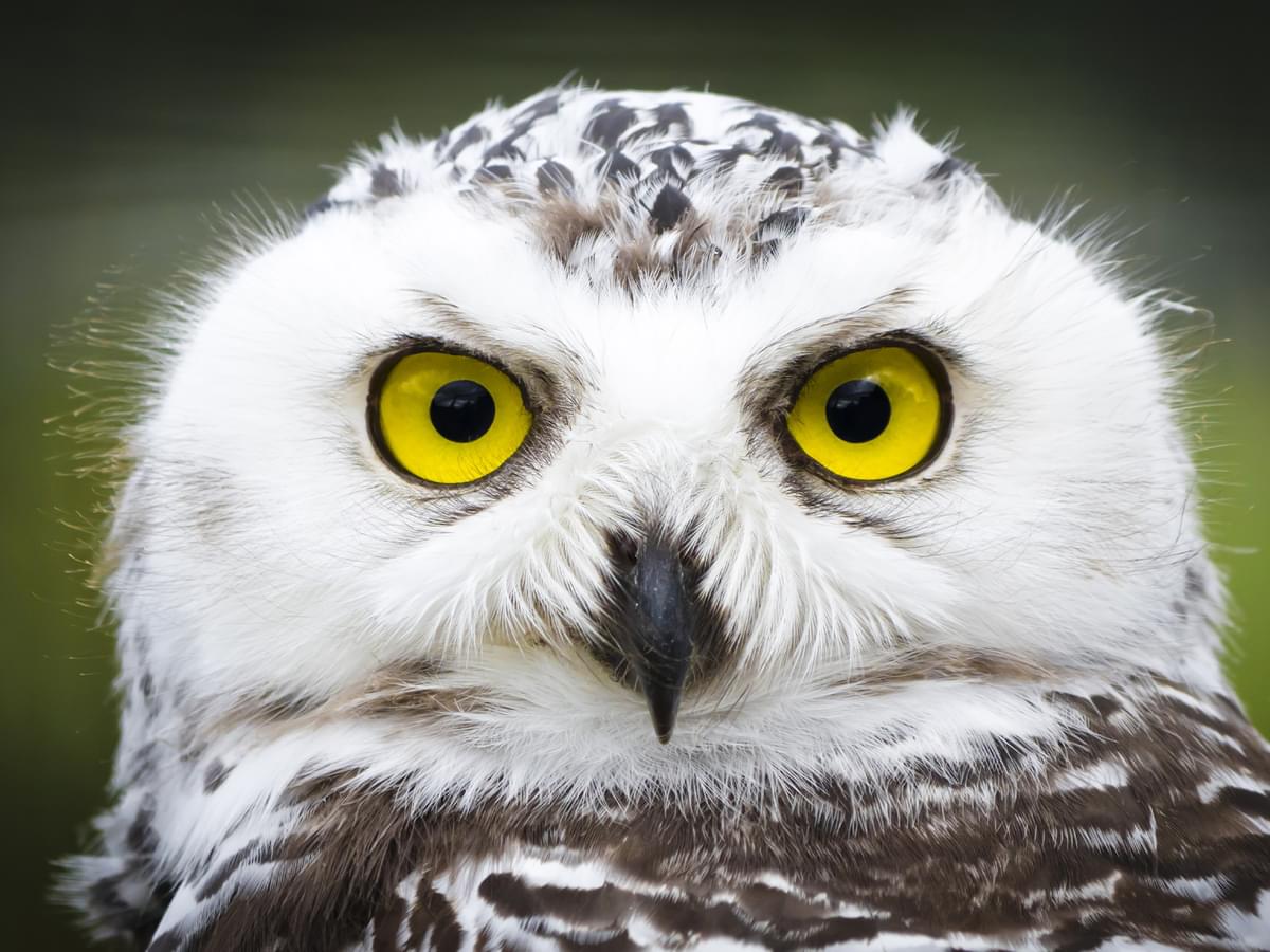 Portrait of an immature Snowy Owl