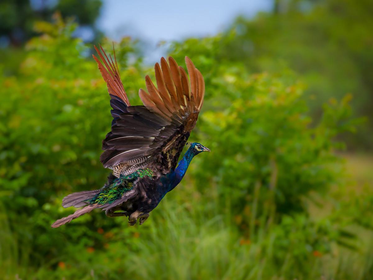 Peacock in flight (Indian Peafowl)