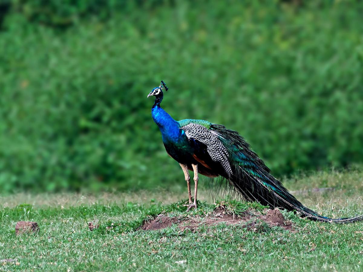 On average, peacocks live for between 10 and 25 years