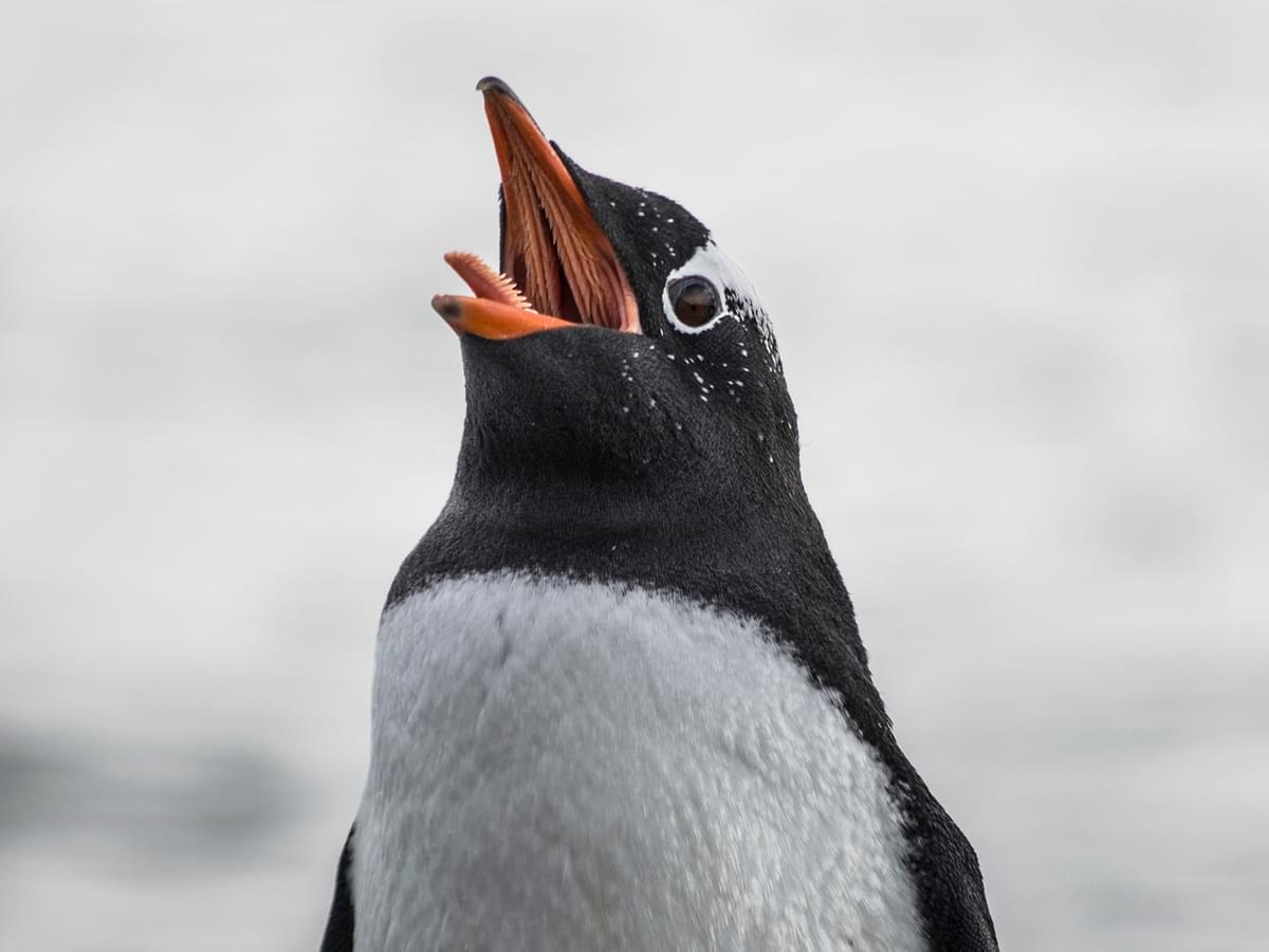Why Penguin Mouths Terrify Everyone Who Looks