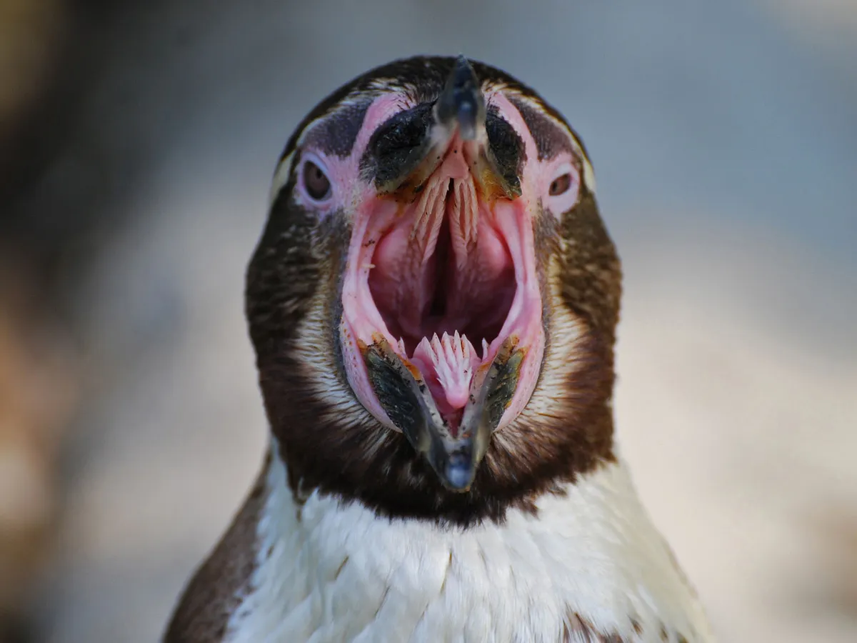 Inside Of A Penguins Mouth All You Need To Know Birdfact inside-of-a-penguins-mouth-all-you-need-to-know-birdfact