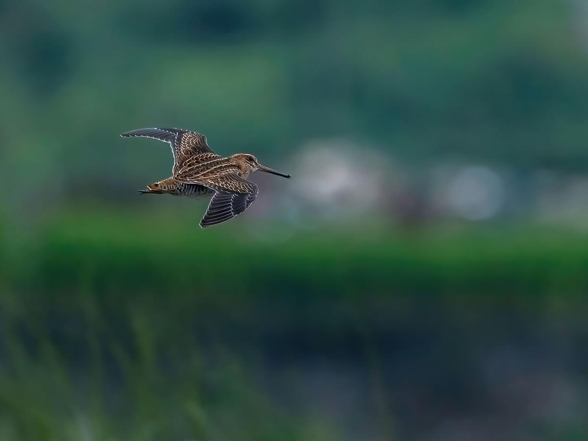 Close up of a Jack Snipe in flight