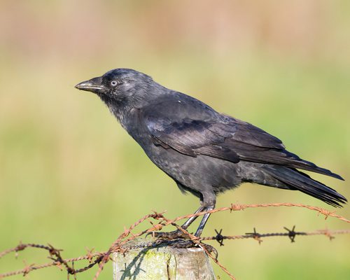 Jackdaw