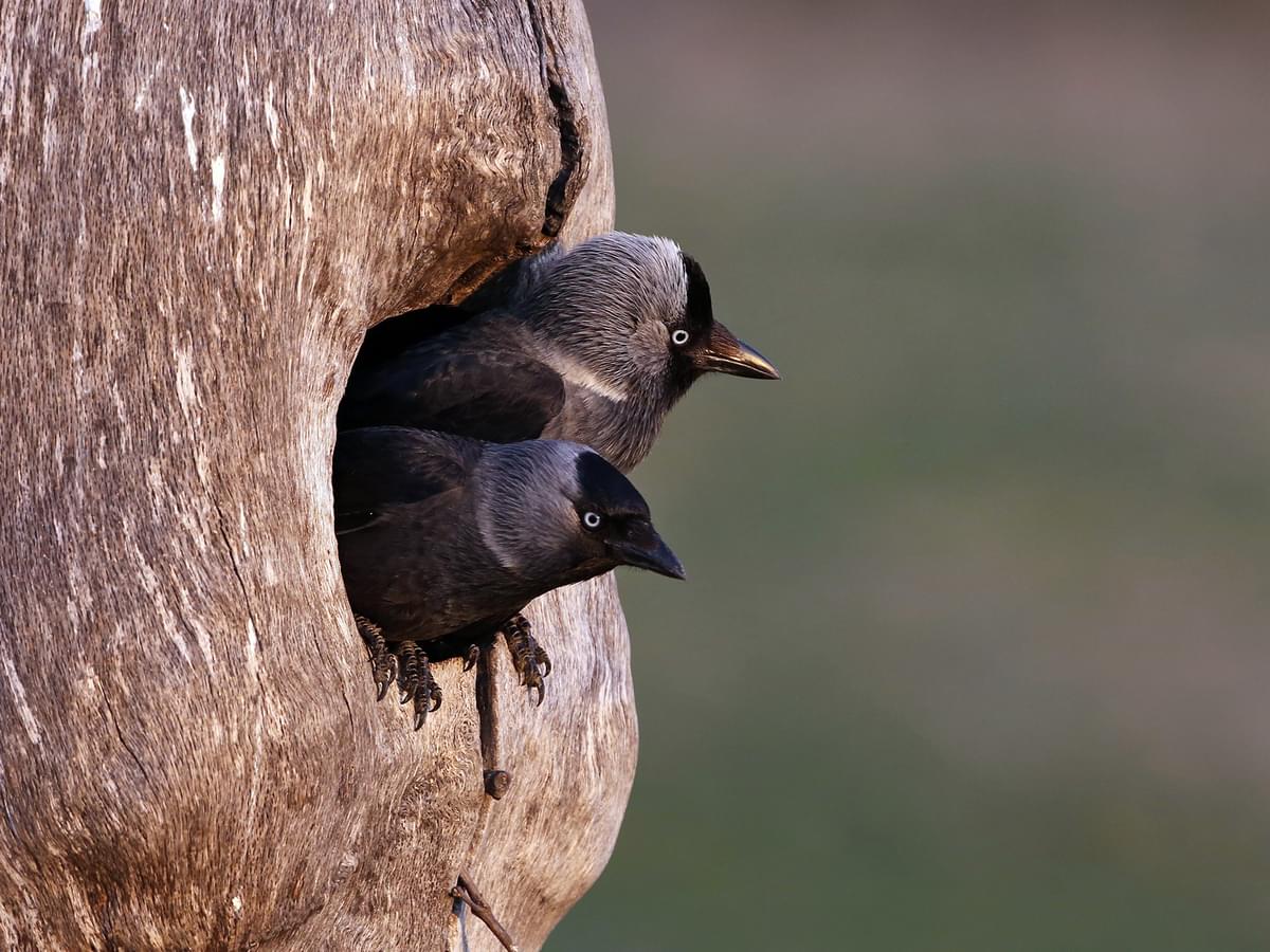 Jackdaws in a nest cavity