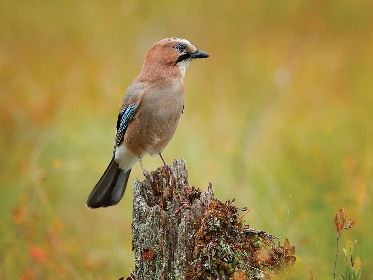 Front view of a perched Jay bird