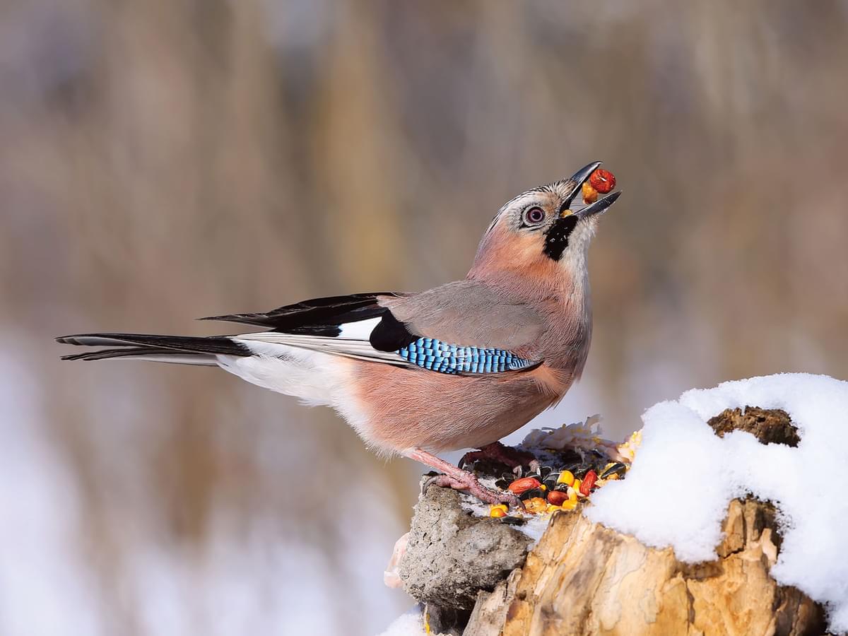 Jay with a beak full of hazelnuts on a snow-covered log