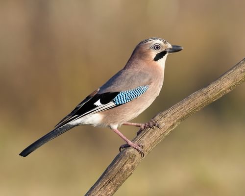 Eurasian Jay