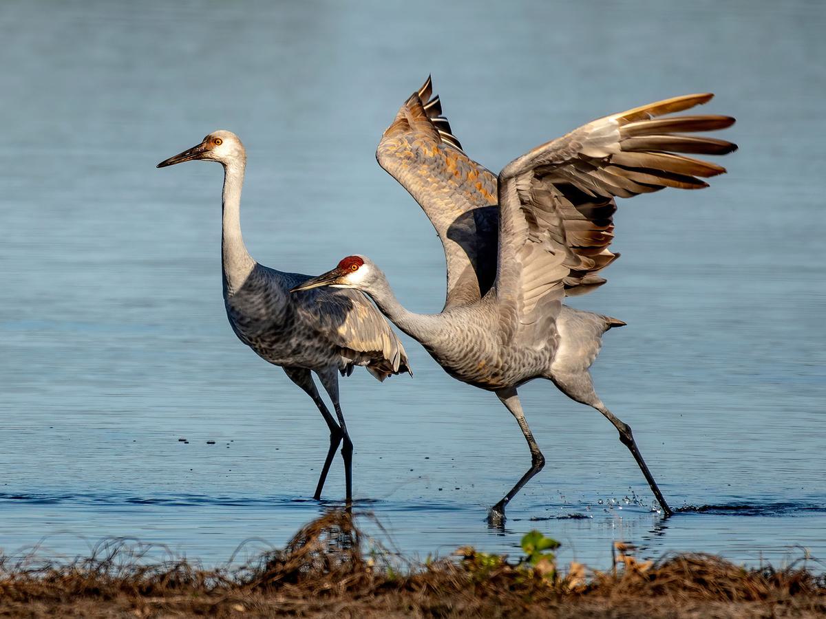Juvenile and adult Sandhill cranes taking off from the shore