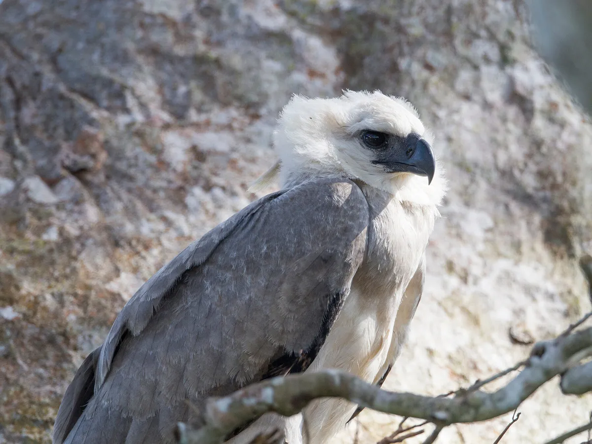 A juvenile or young harpy eagle