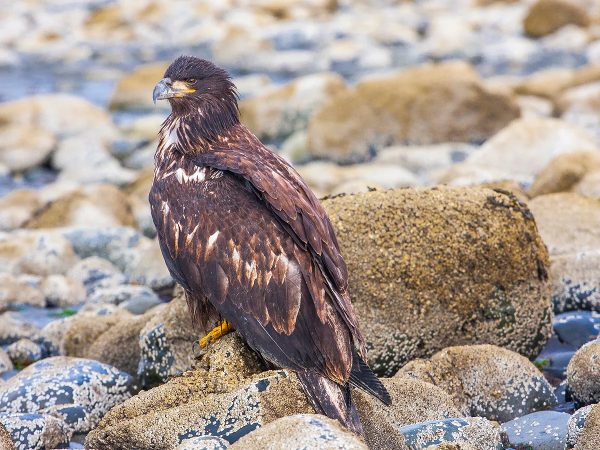 Las águilas calvas juveniles a menudo se confunden con las águilas reales.