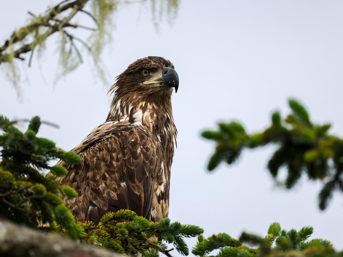 Juvenile Bald Eagles (Identification Guide with Pictures)