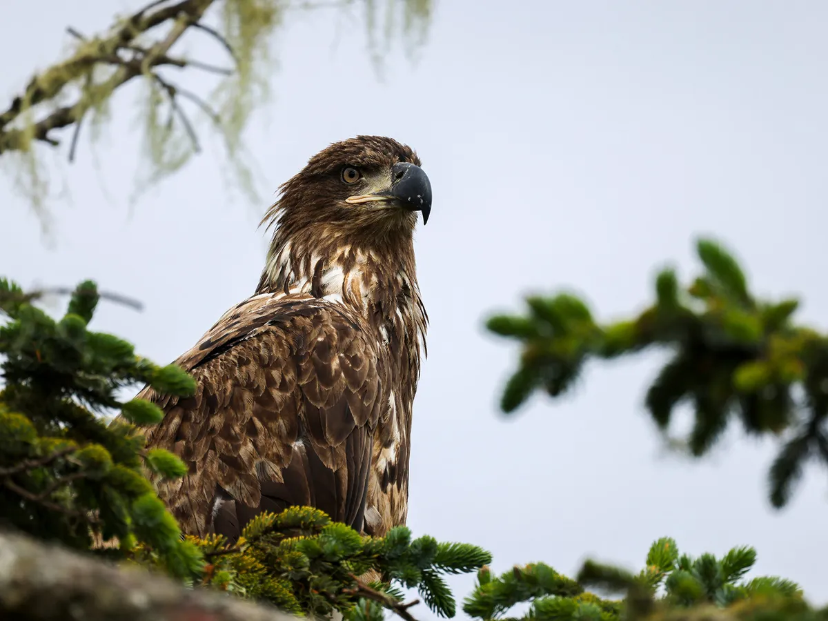 Juvenile Bald Eagles (Identification Guide with Pictures) | Birdfact