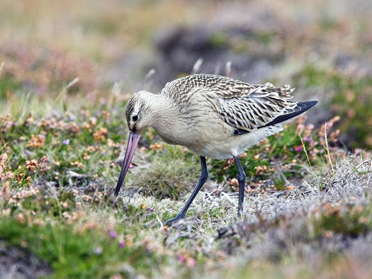 Juvenile Bar-tailed Godwit foraging on the moors