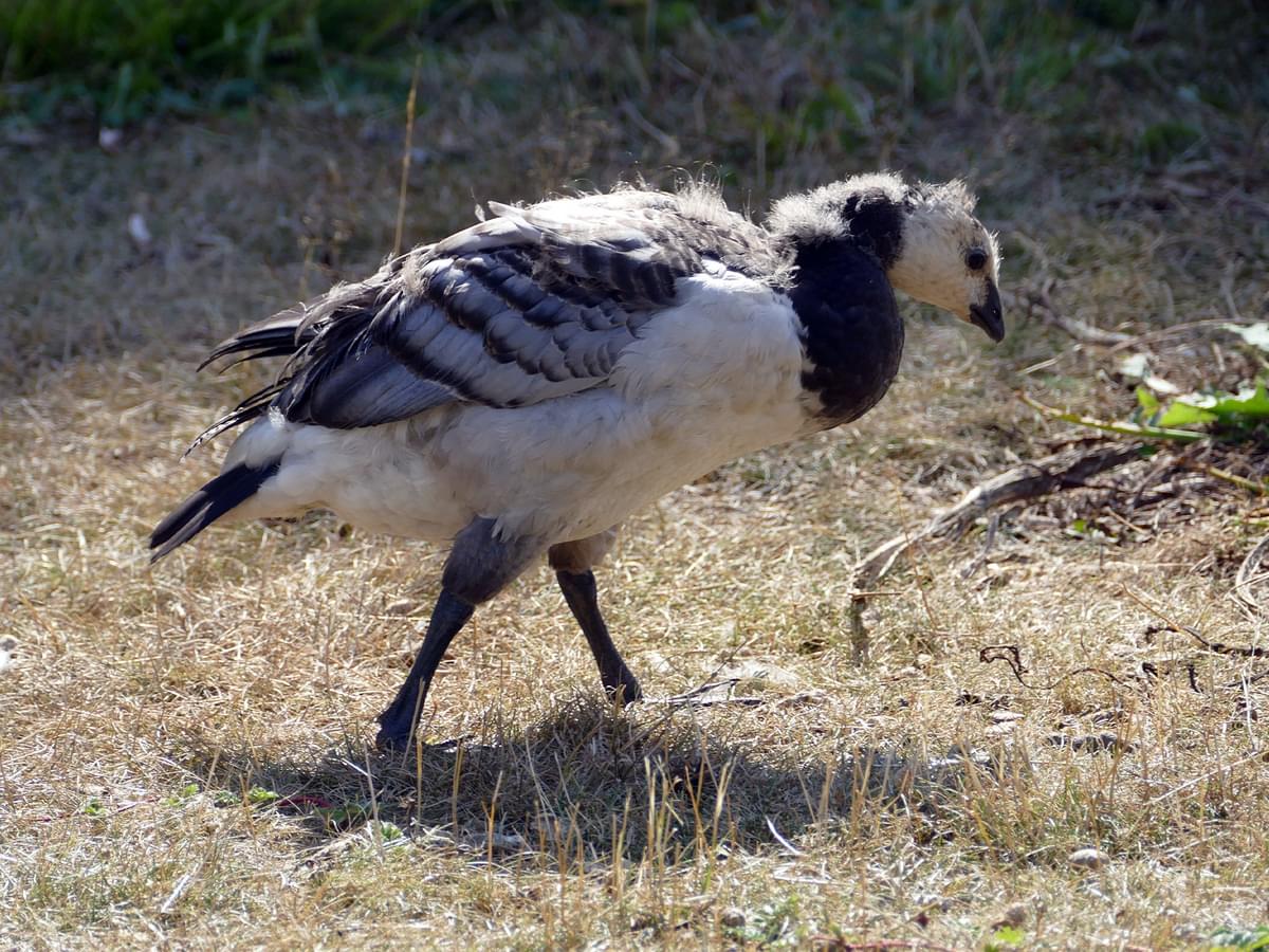Juvenile Barnacle Goose