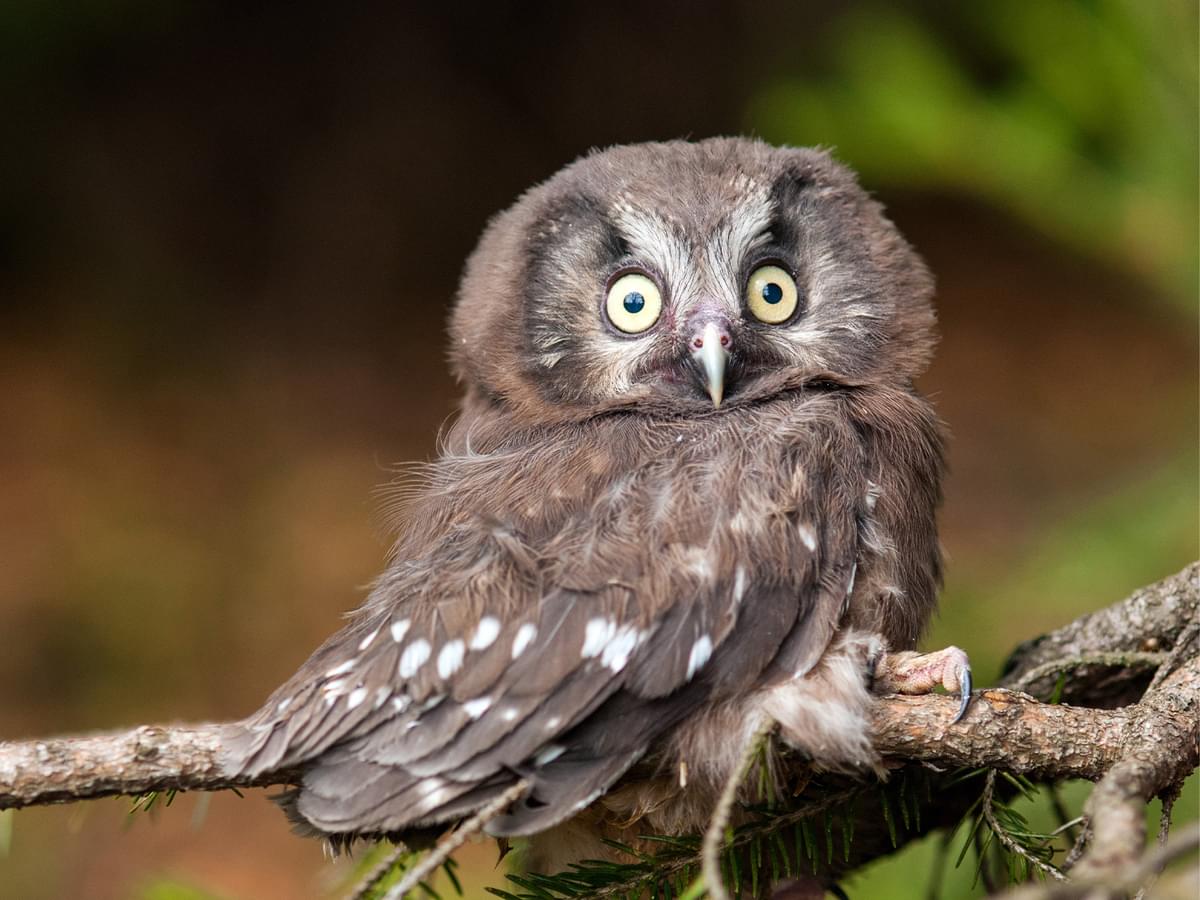 Juvenile Boreal Owl