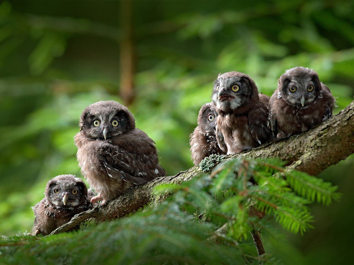 Group of Boreal Owlets in a green forest habitat