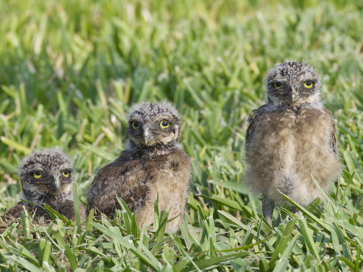 Three Juvenile Burrowing Owlets