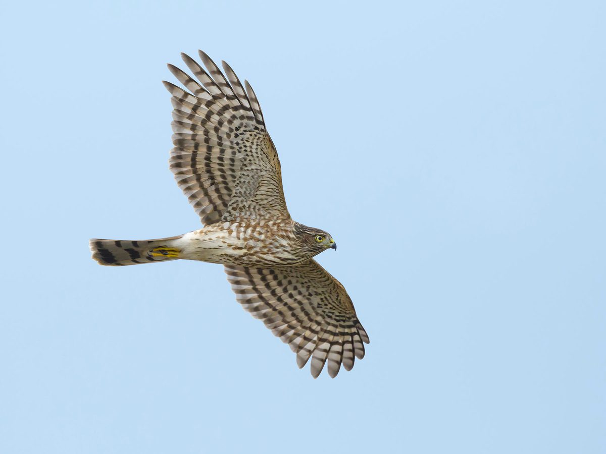Juvenile Cooper's Hawks (Identification Guide with… | Birdfact