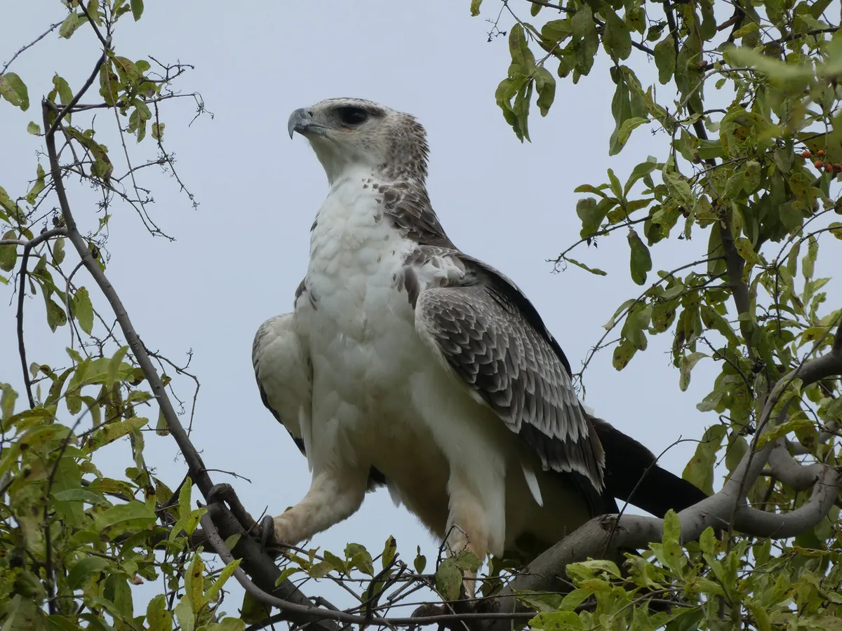 Águila coronada juvenil en lo alto de un árbol