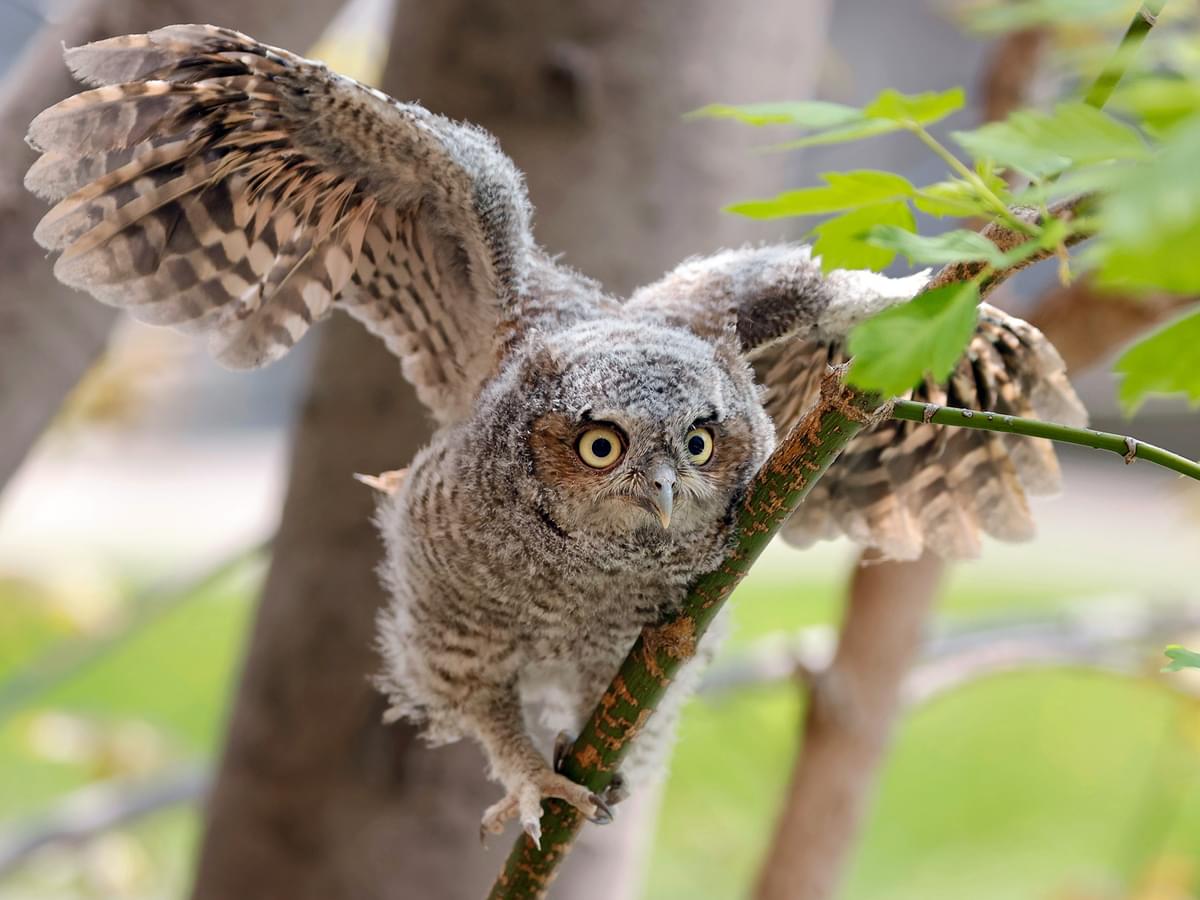 Juvenile Eastern Screech-Owl climbing along branch