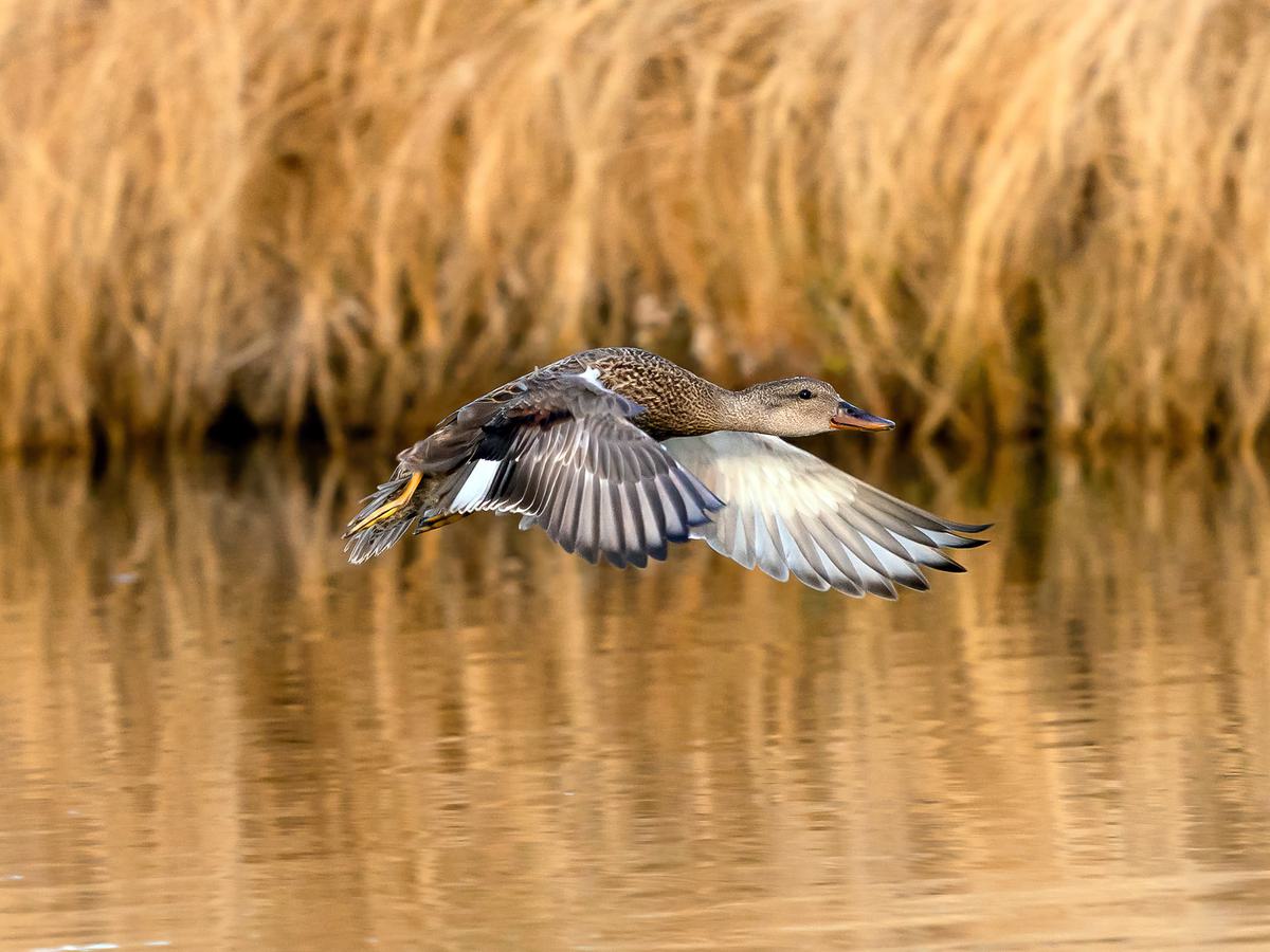 A juvenile Gadwall Duck in-flight