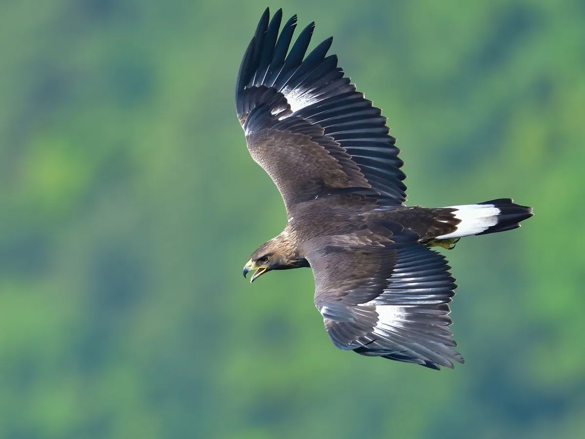 Águila real juvenil