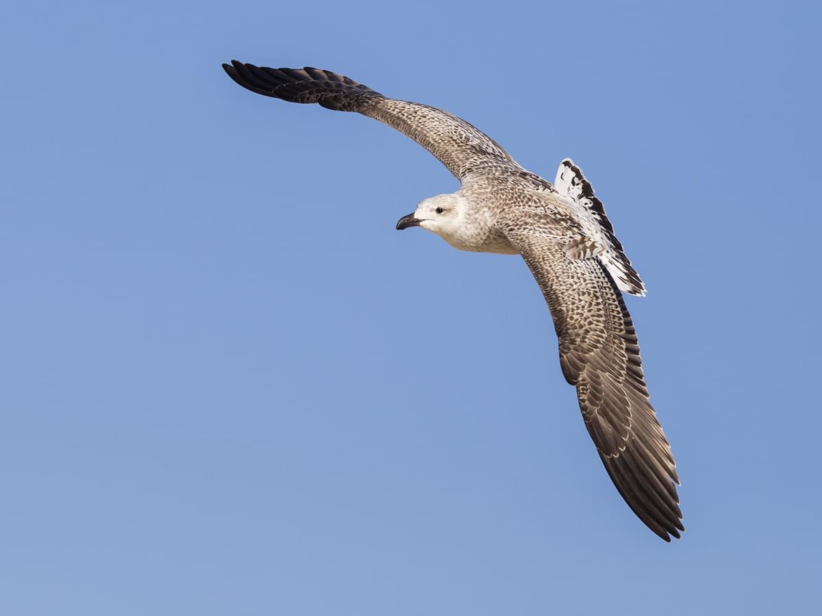 Juvenile Adult Great Black-backed Gull in-flight