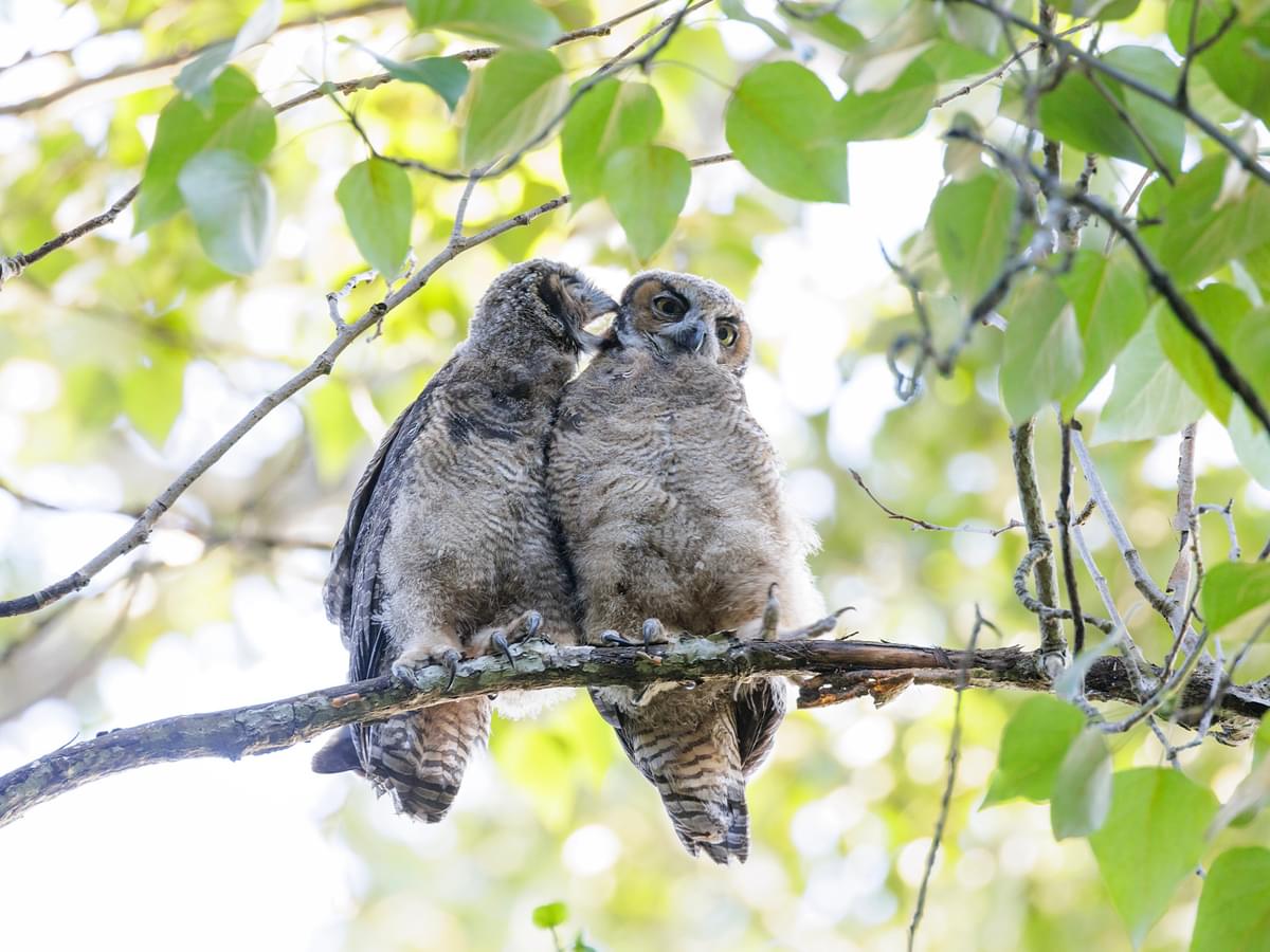 Two juvenile Great Horned Owlets