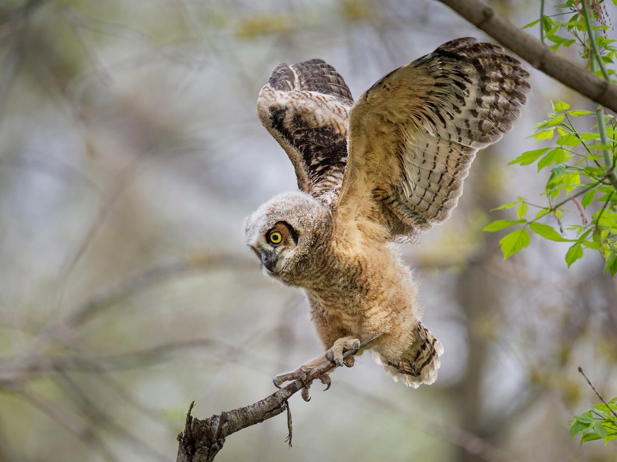 Juvenile Great Horned Owls (Identification Guide with Pictures)