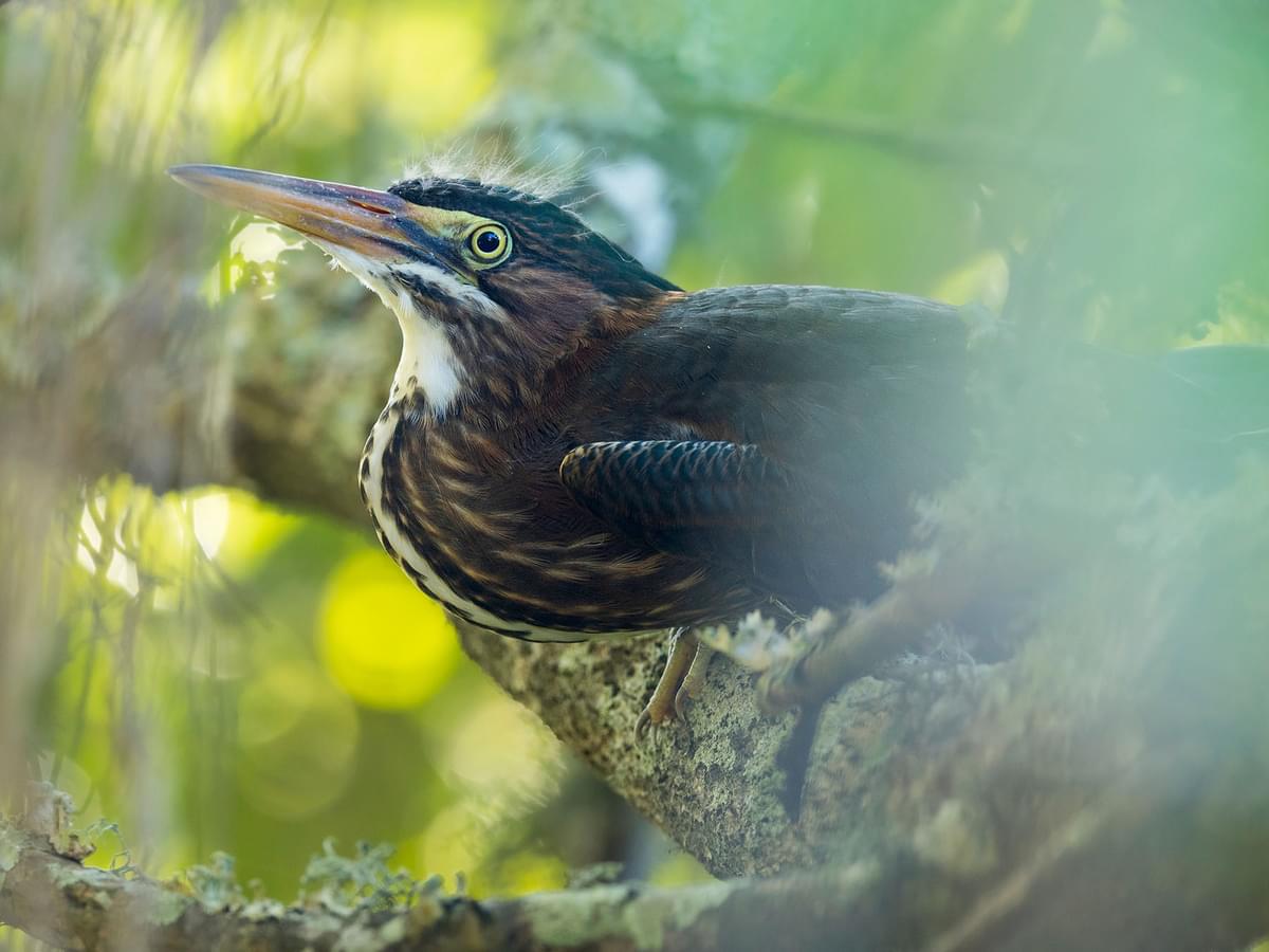 Juvenile Green Herons (Identification with Pictures)