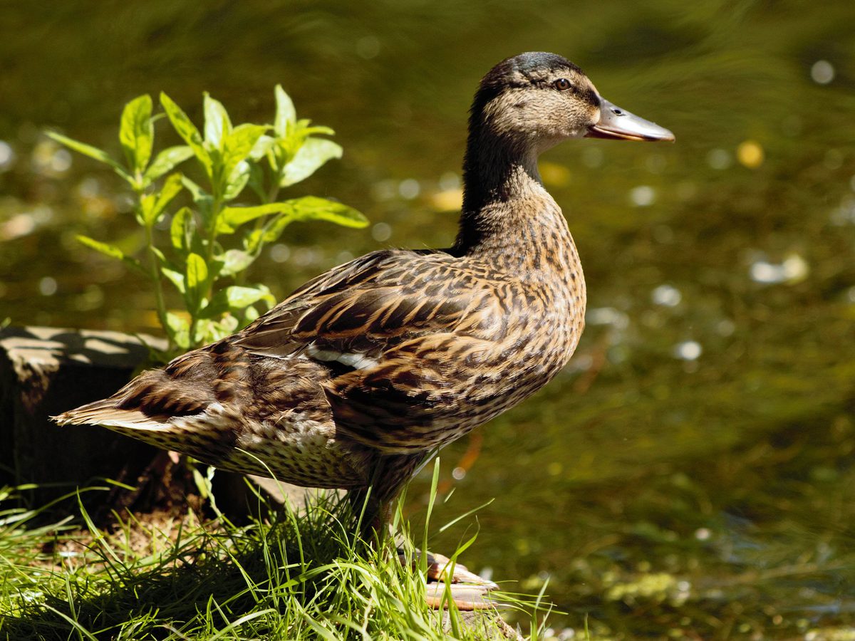 Mallard Bird Facts (Anas platyrhynchos) | Birdfact