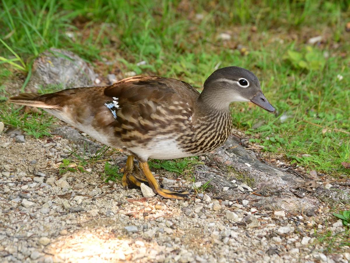 Juvenile Mandarin Duck