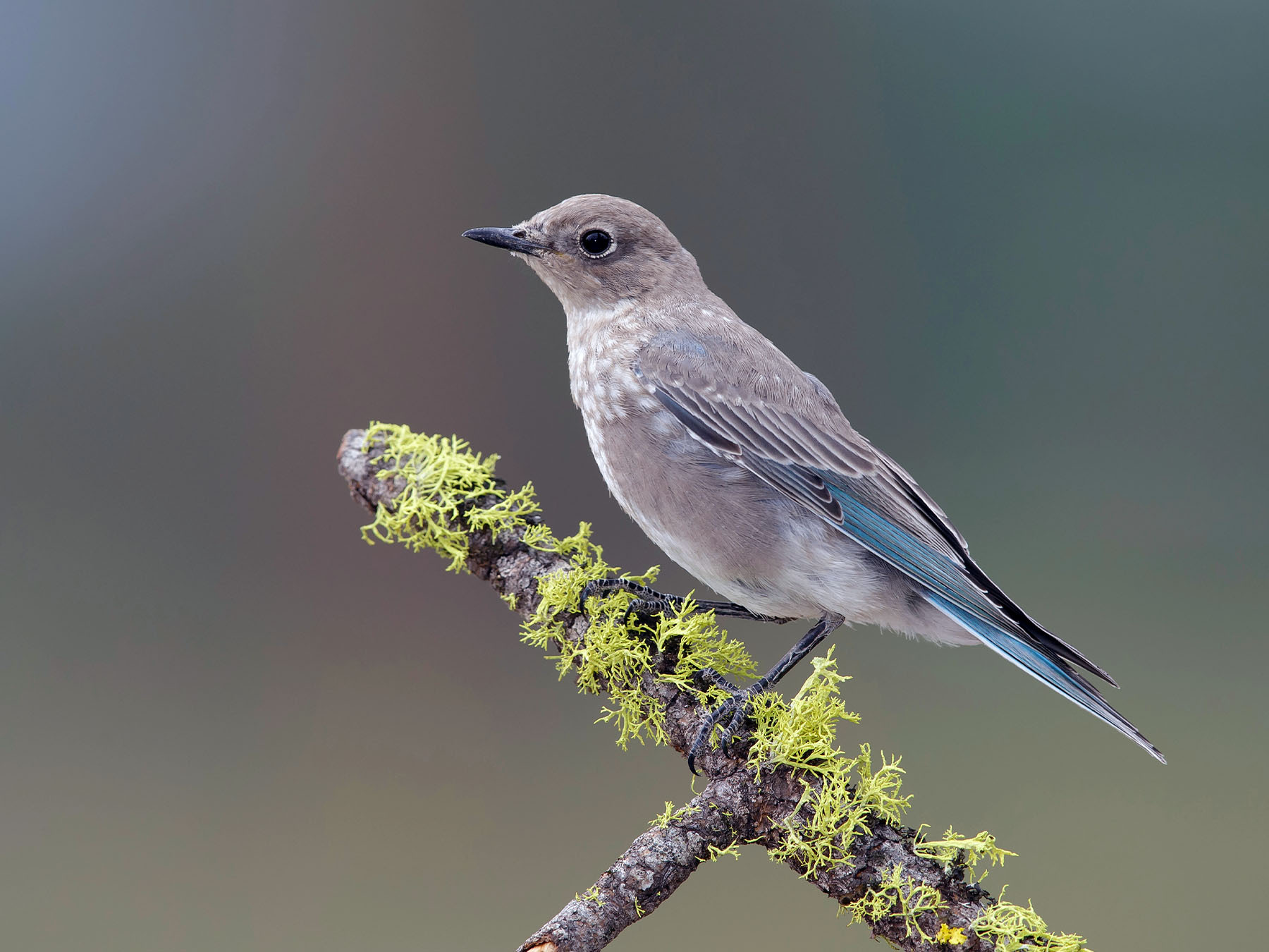 Mountain Bluebird Bird Facts (Sialia currucoides) | Birdfact