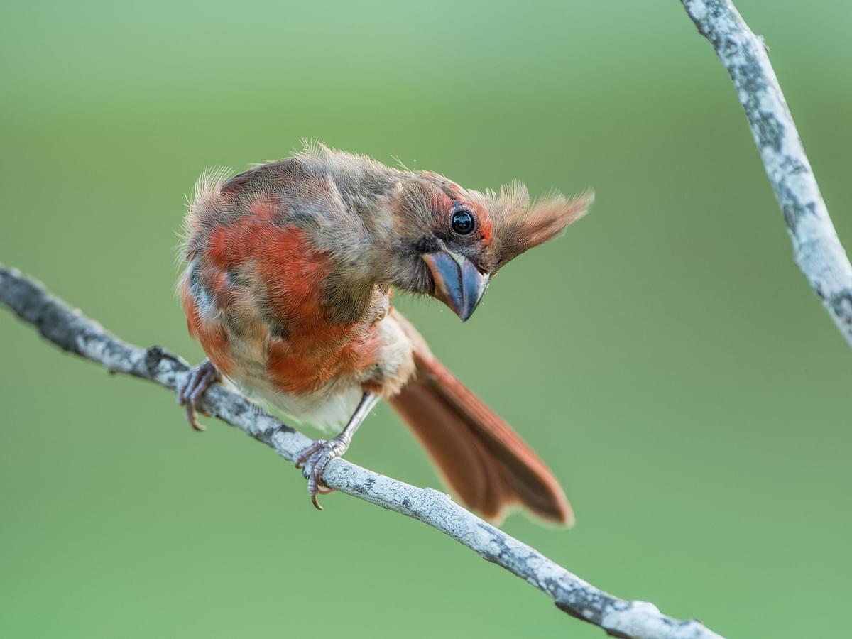 Juvenile Northern Cardinal (male)