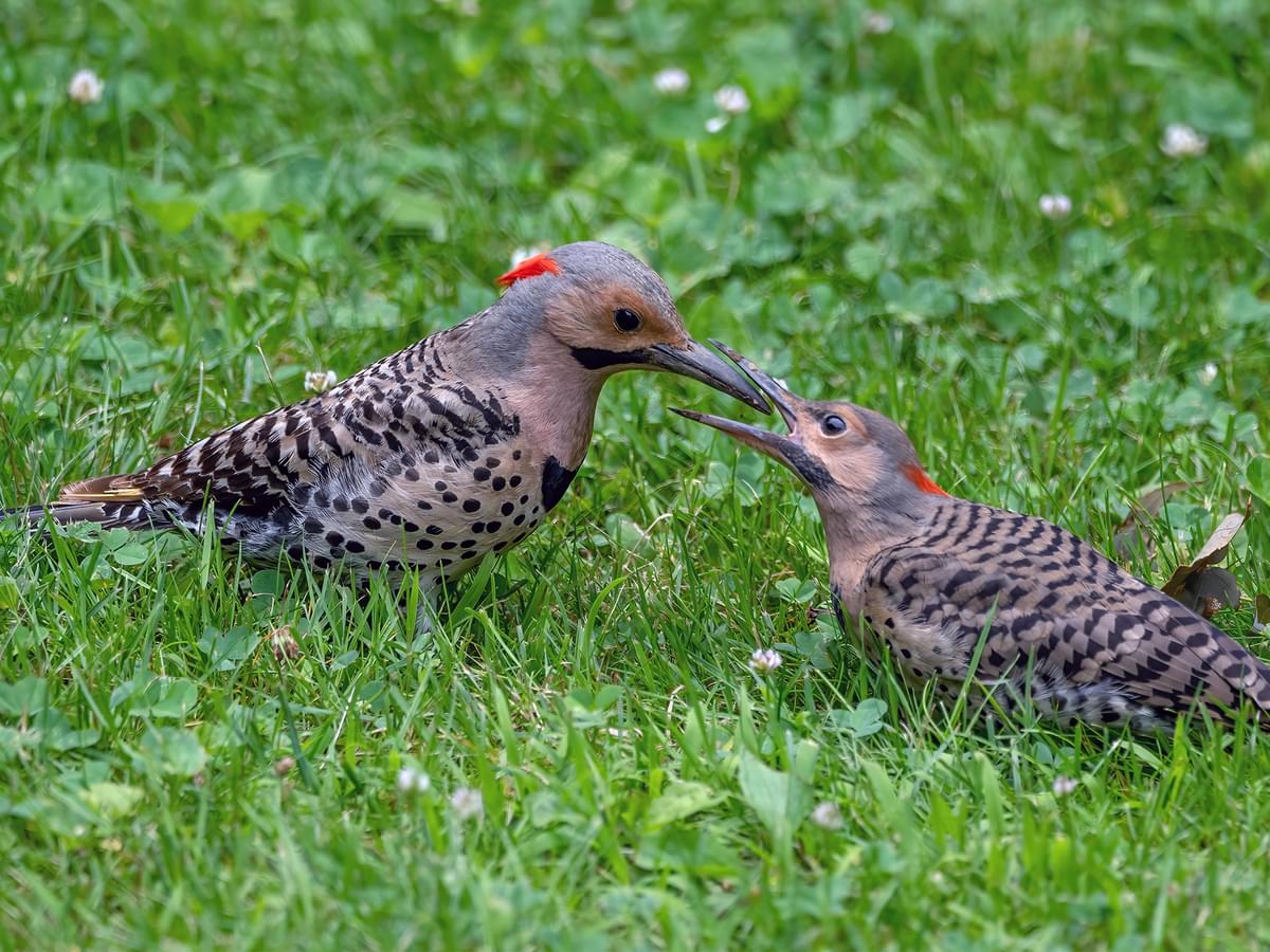 Juvenile Northern Flicker being fed by adult