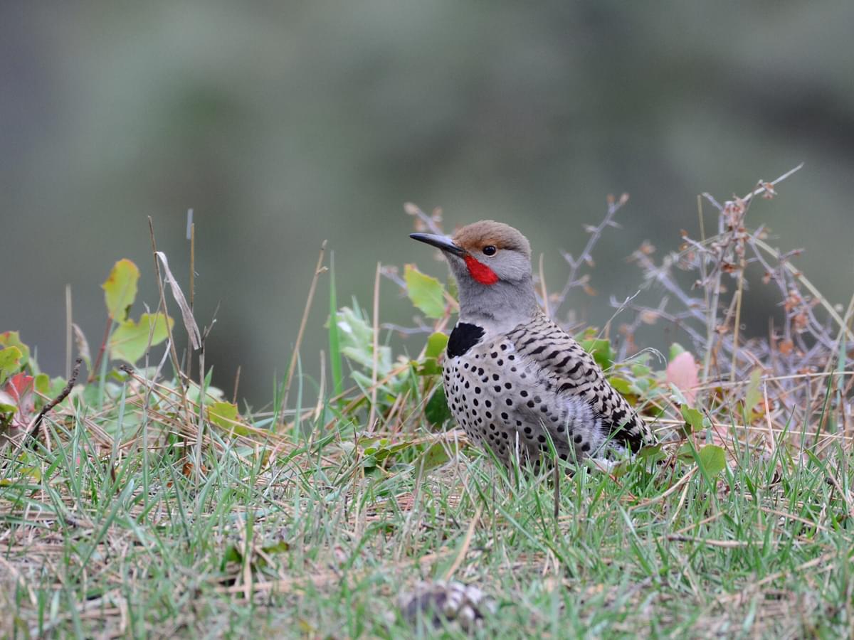 Juvenile Northern Flickers (Identification Guide with Pictures)